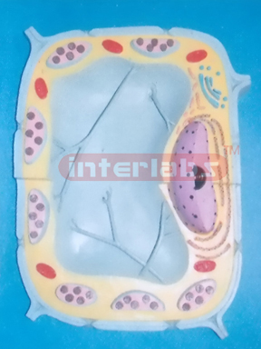 PLANT CELL MODEL WITH BASE